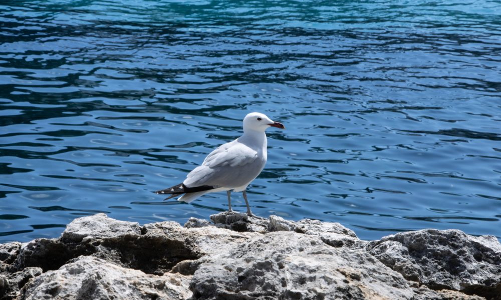 IMG_5033.jpg
